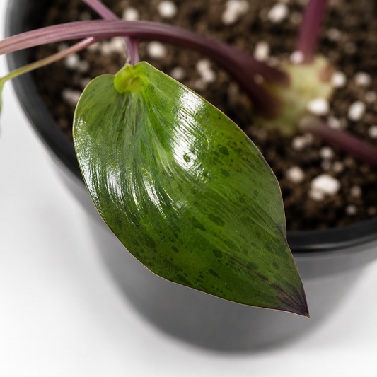 'Variegata' Ledebouria Petiolata – Spotted Indoor Bulbous Houseplant | 4" Pot
