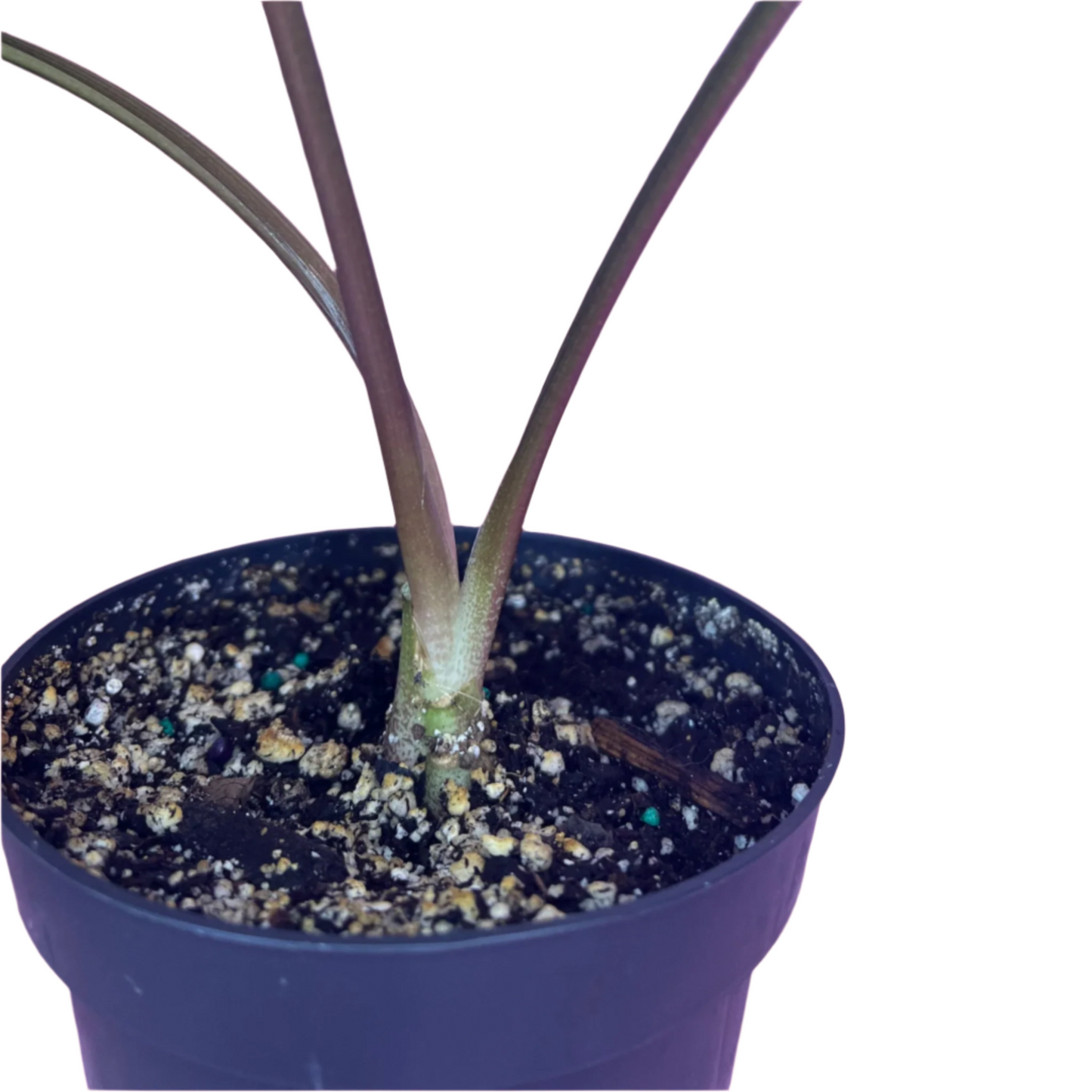 Ledebouria Petiolata 'Variegata'