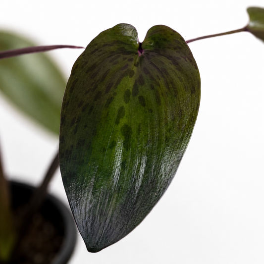'Variegata' Ledebouria Petiolata – Spotted Indoor Bulbous Houseplant | 5" Pot