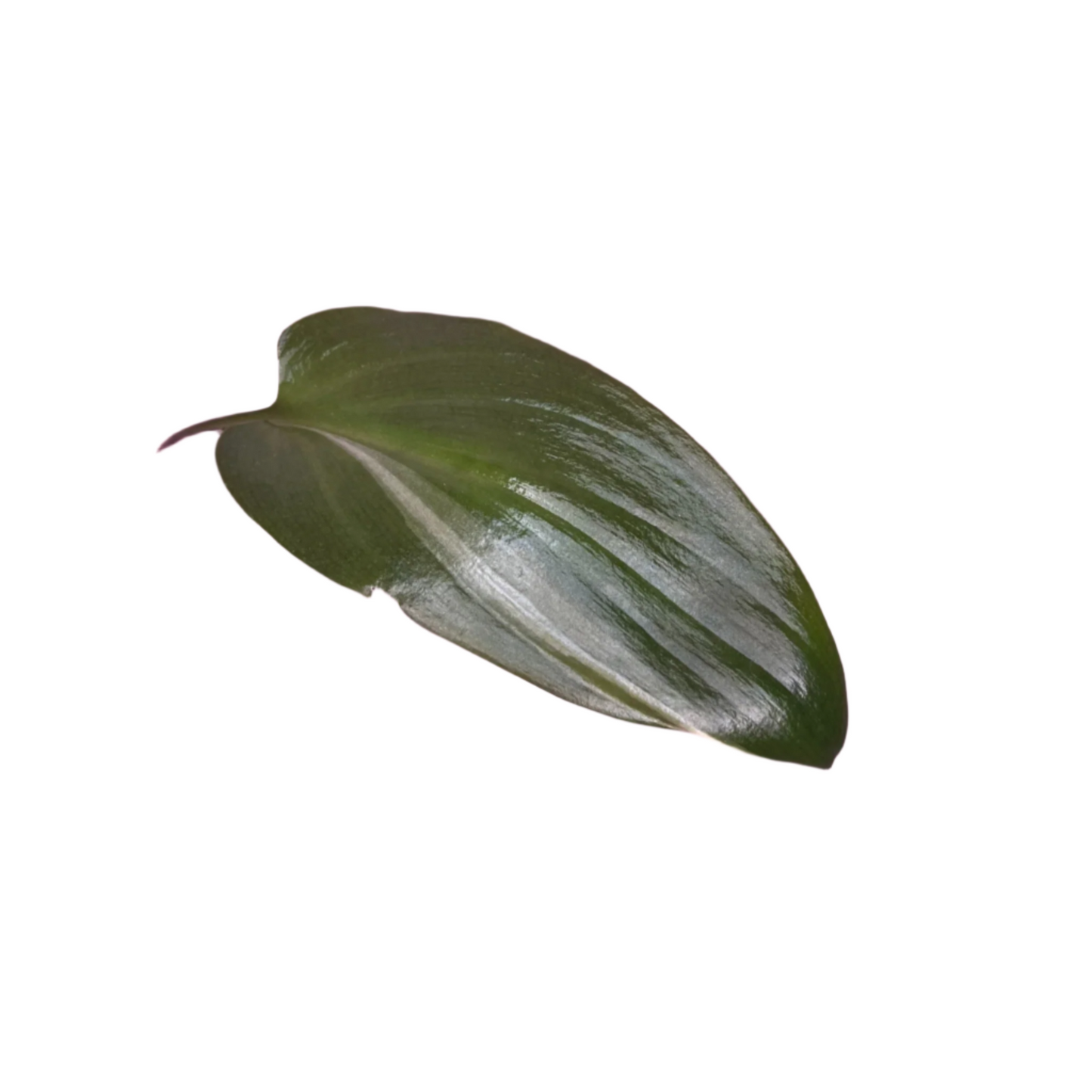 Ledebouria Petiolata 'Variegata'