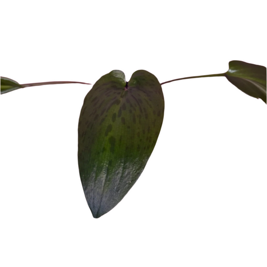 Ledebouria Petiolata 'Variegata'