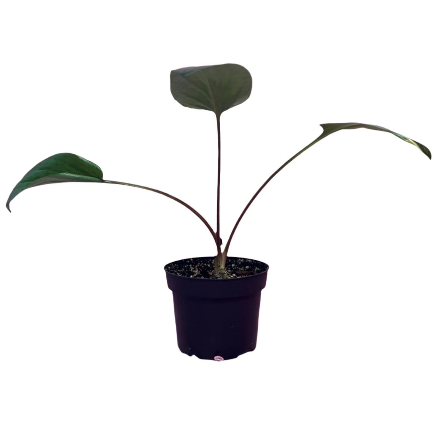Ledebouria Petiolata 'Variegata'
