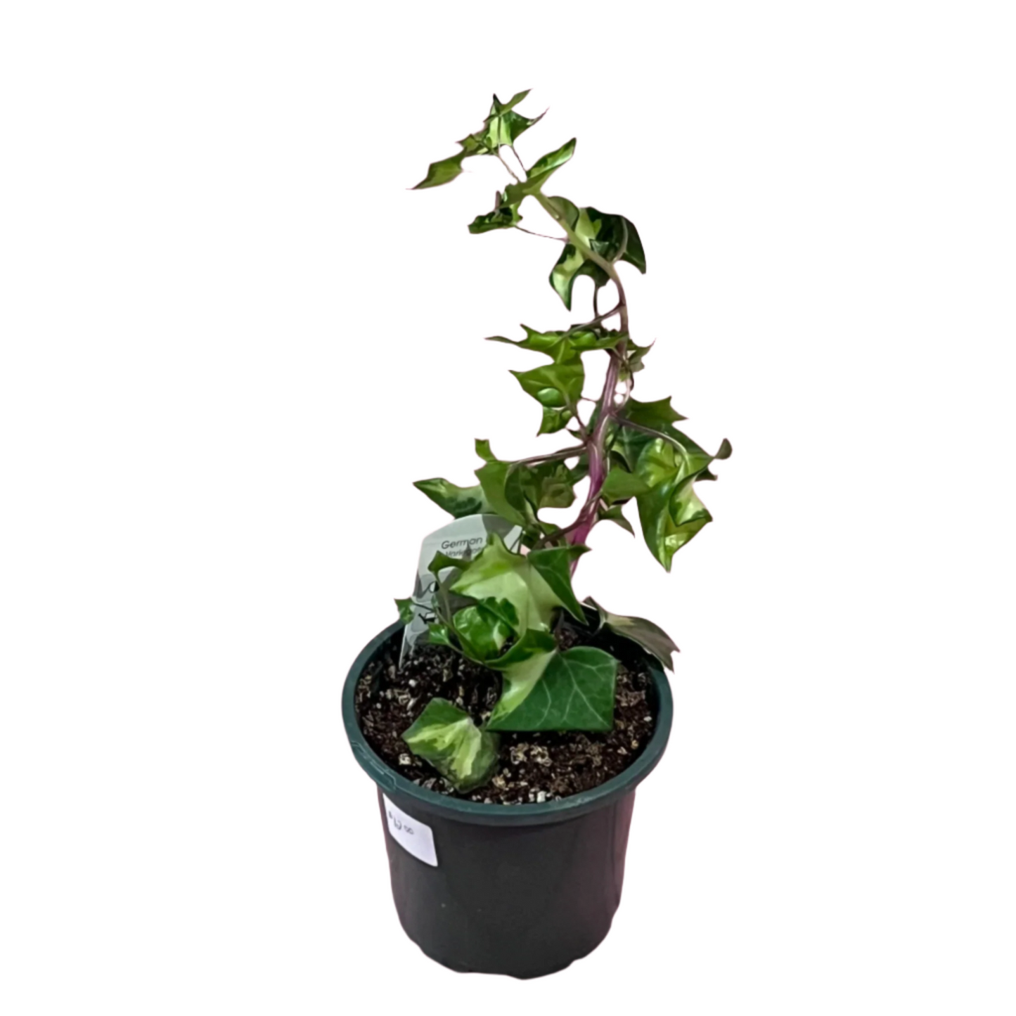 Senecio Mikanioides 'Variegata' (German Ivy)