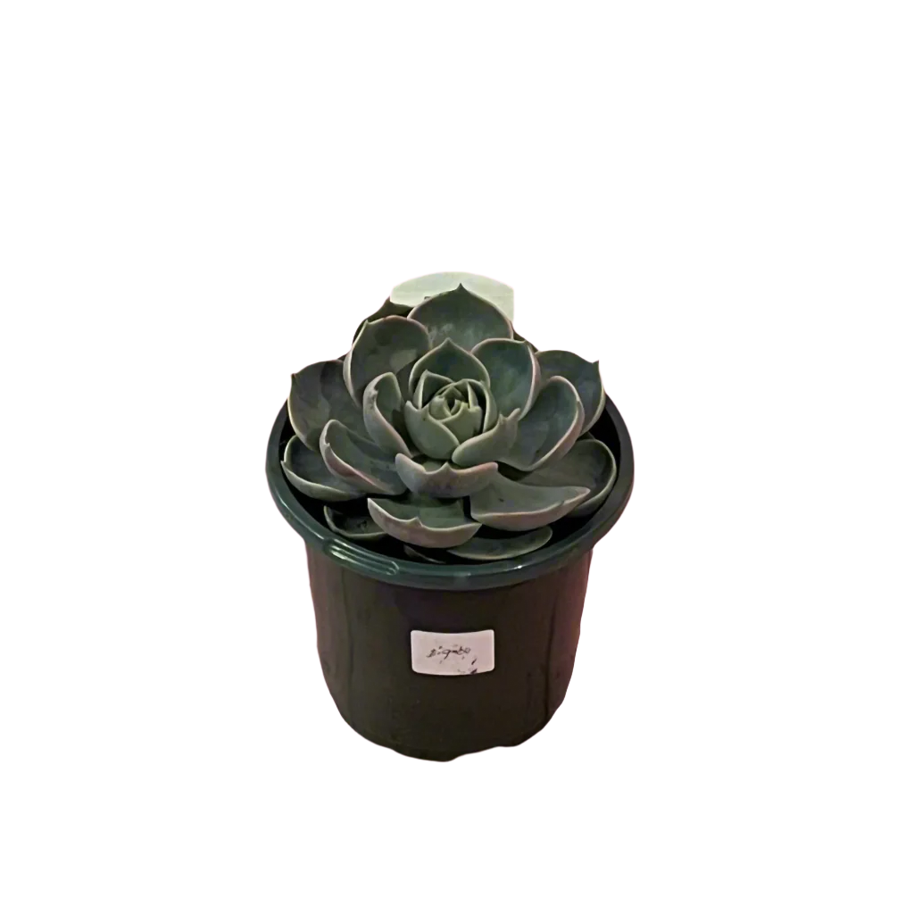 Echeveria 'Lotus'