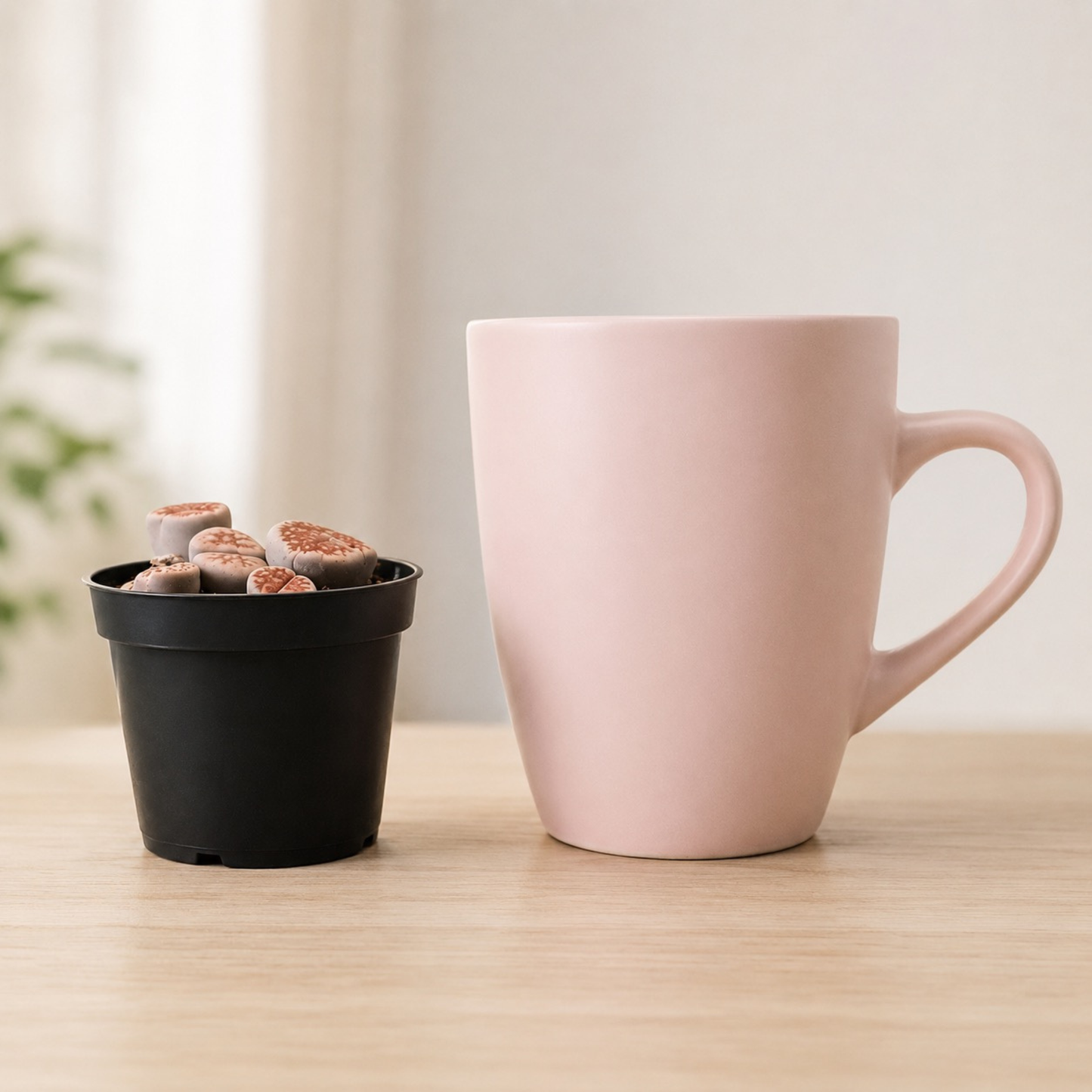 2.5" Lithops succulent known as Living Stones with patterned stone-like leaves in shades of brown and green growing in a black nursery pot