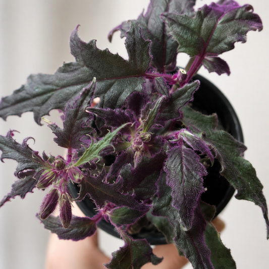 Gynura aurantiaca Purple Passion plant with velvety deep green foliage covered in vibrant purple hairs