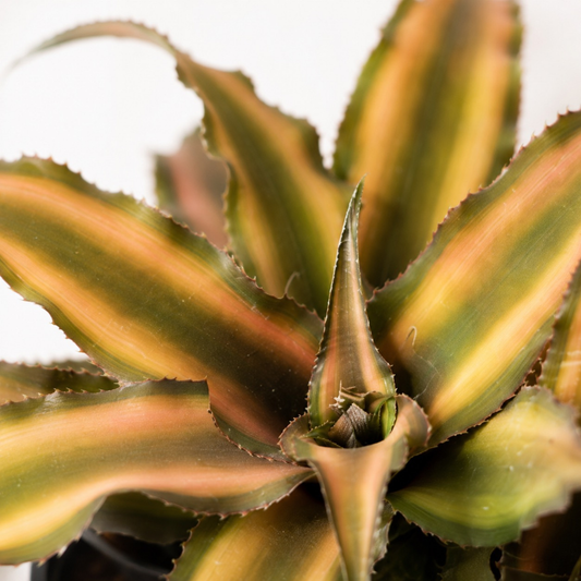 Pink Earth Star bromeliad (Cryptanthus) with wavy pink and green variegated foliage in a black nursery pot