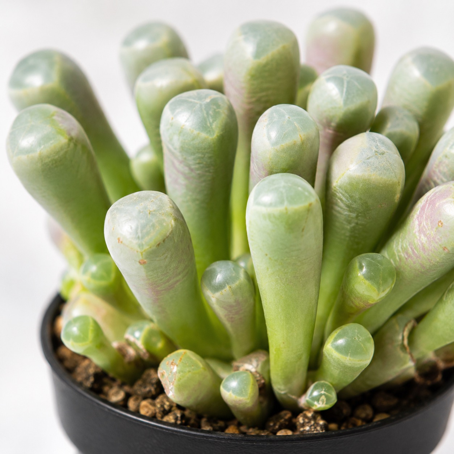 Fenestraria rhopalophylla succulent known as Baby Toes with plump pale green leaves showing soft pink-purple tones in a black nursery pot