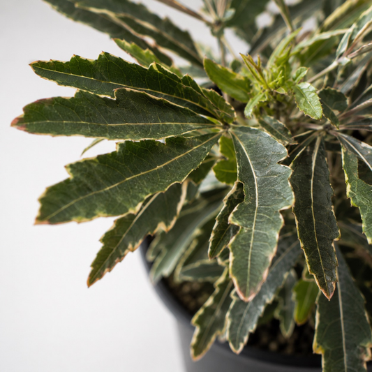 Plerandra elegantissima 'Variegata' False Aralia with narrow finely serrated foliage and creamy white variegated edges