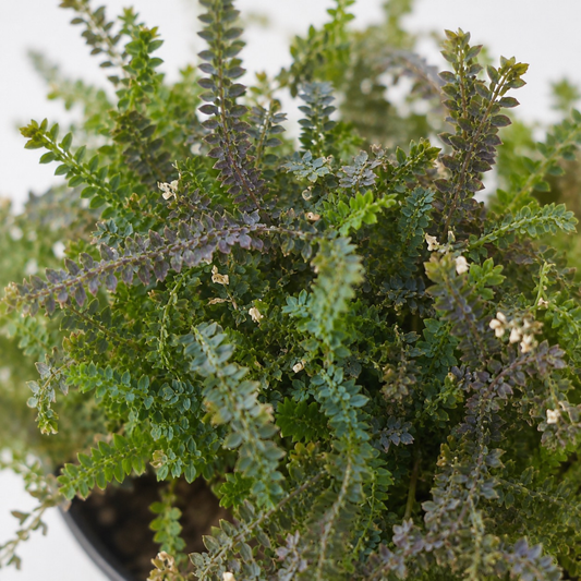 Selaginella uncinata Peacock Fern with delicate blue-green trailing foliage in a nursery pot