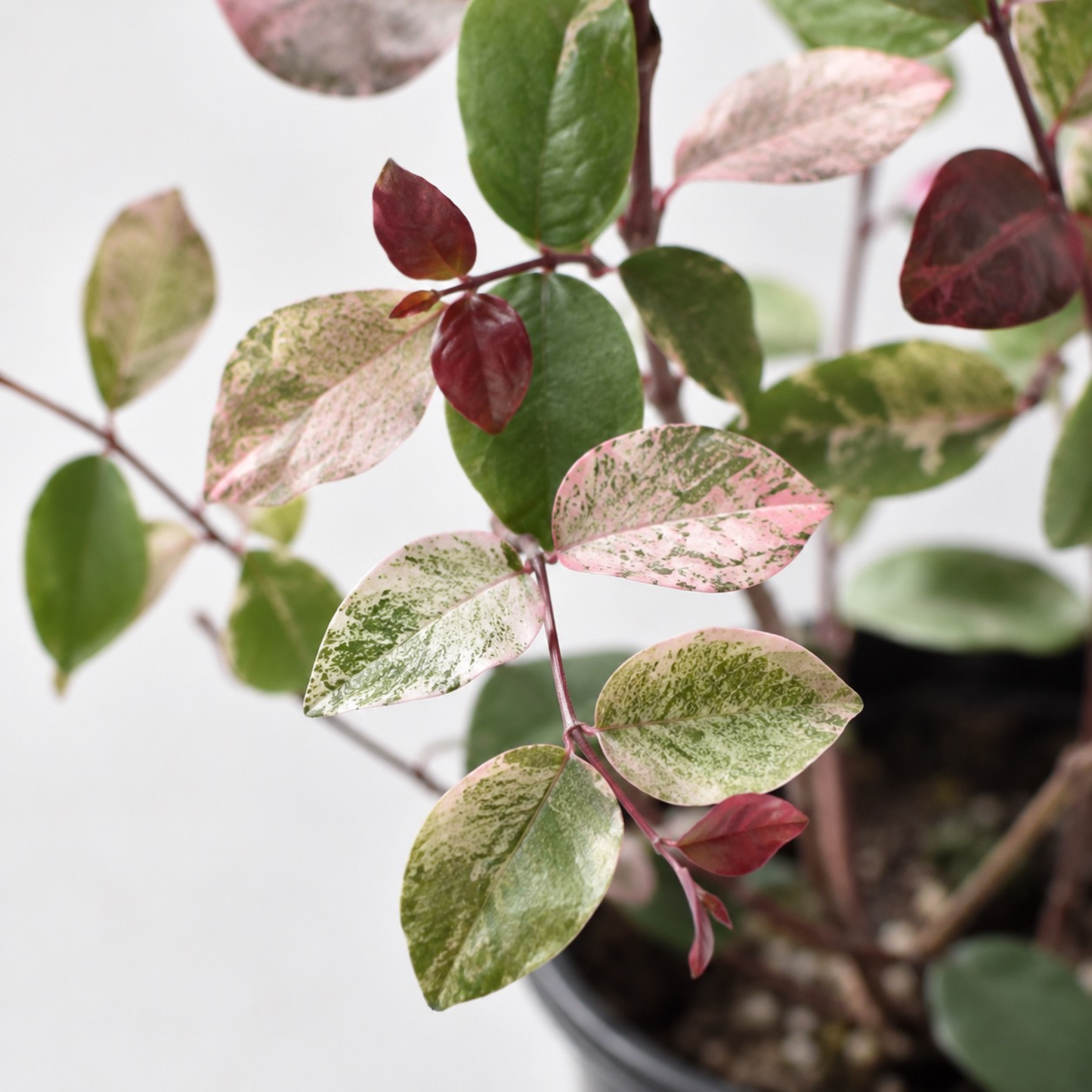 Breynia disticha 'Roseo-Picta' Snowbush with green leaves splashed with cream and soft pink variegation with red new growth in a black nursery pot