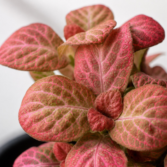 Pink Fittonia Nerve Plant with colorful veined foliage in a black nursery pot