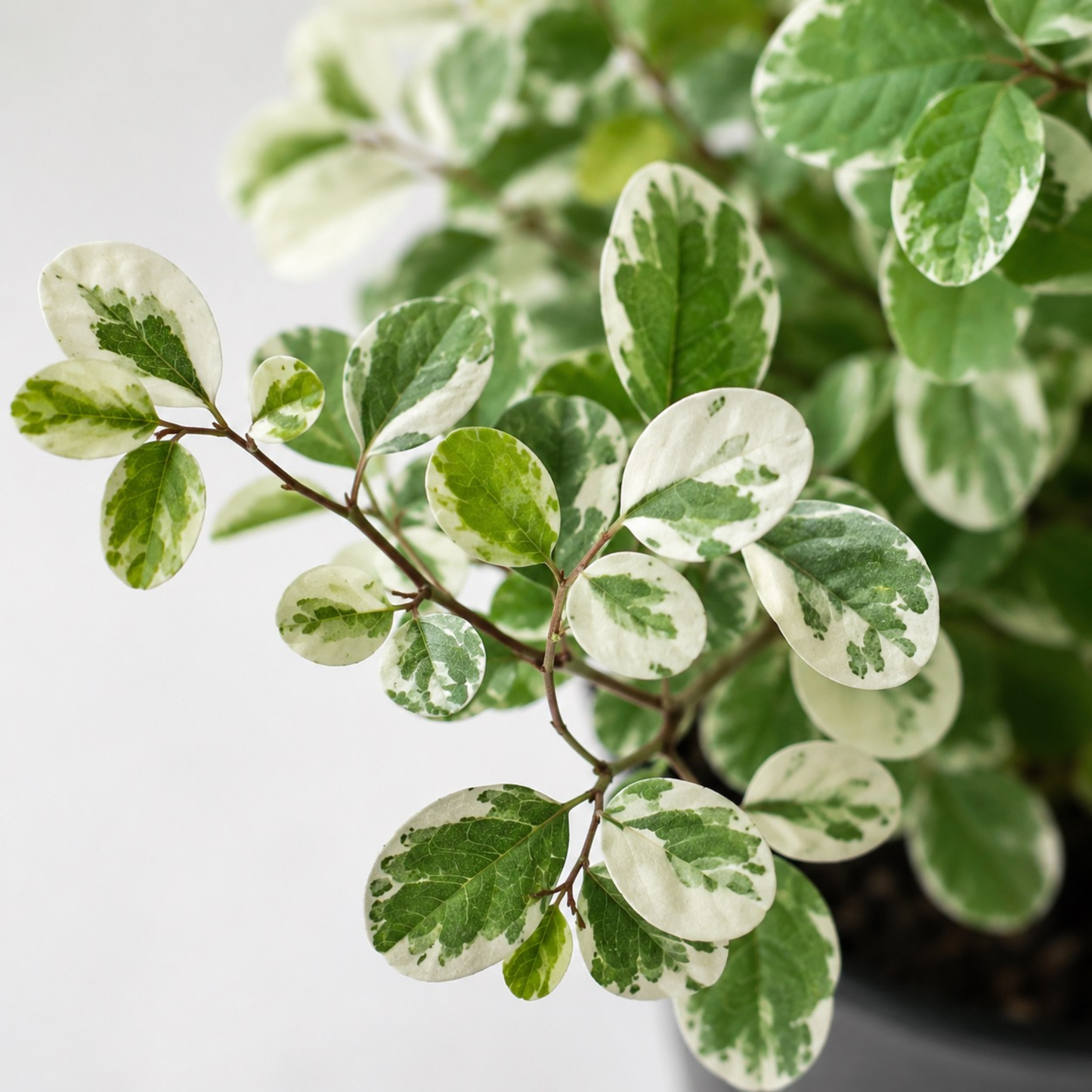 Variegated Snowbush (Breynia disticha 'Variegata') with creamy white and green marbled foliage growing in a black nursery pot.