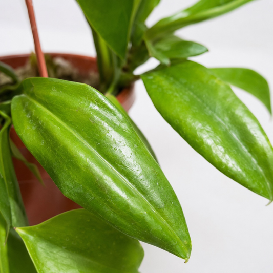 Nepenthes tropical pitcher plant with long green leaves and developing pitchers growing in a hanging basket