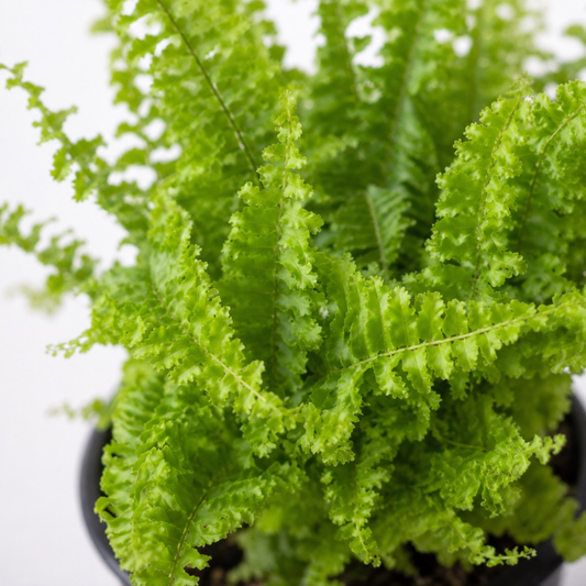Nephrolepis exaltata 'Fluffy Ruffles' fern with bright green densely ruffled fronds growing in a black nursery pot.