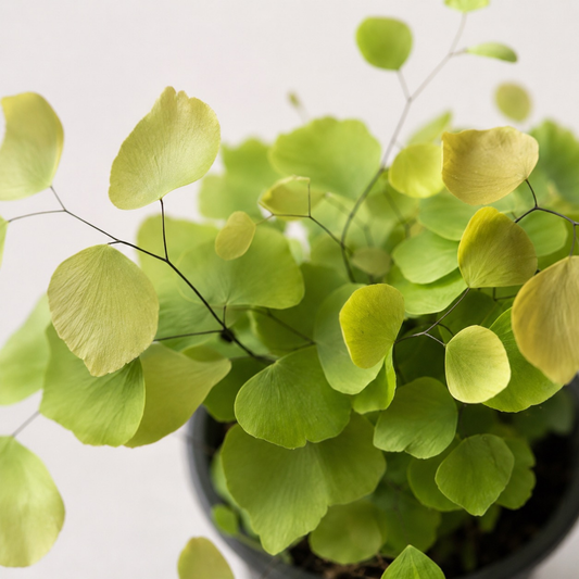 Maidenhair Fern with delicate fan-shaped lime green foliage and thin black stems growing in a nursery pot.