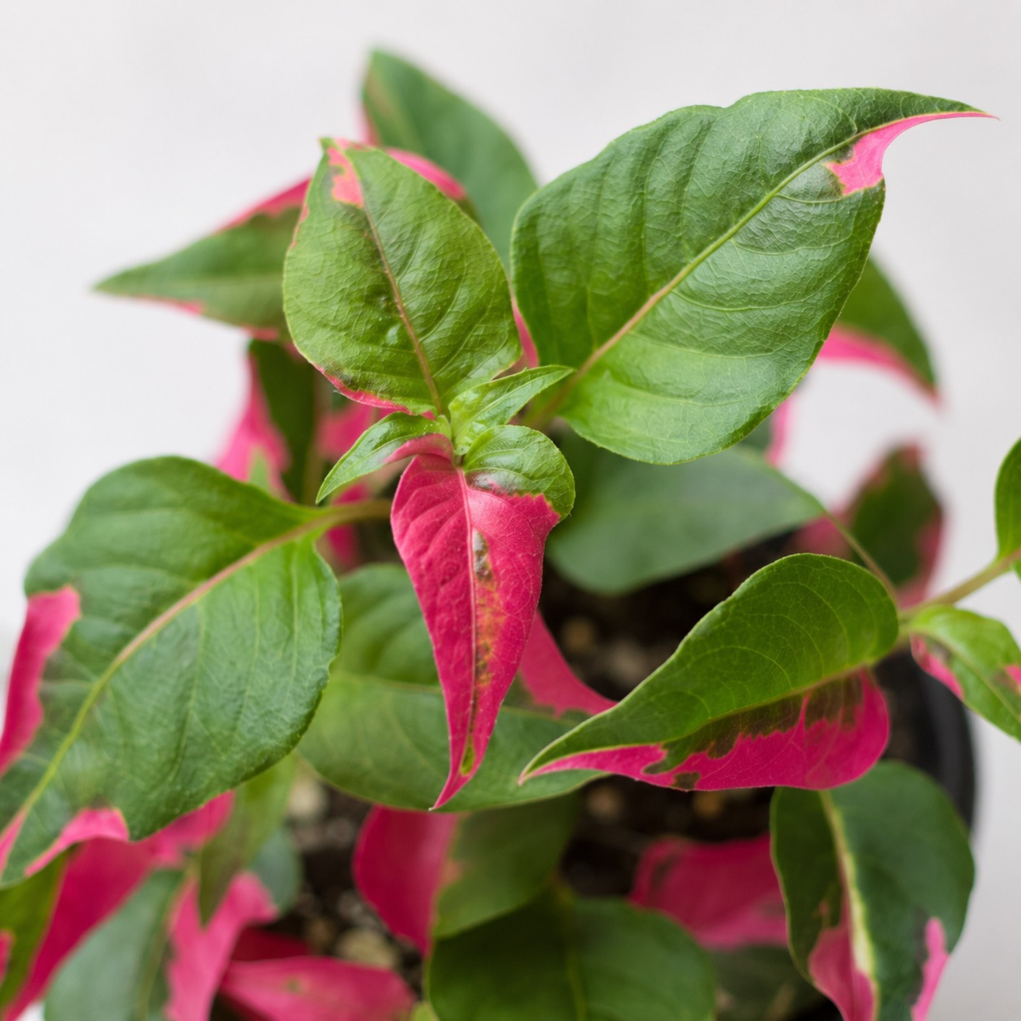 Alternanthera 'Party Time' plant with vibrant green foliage splashed with bright pink variegation