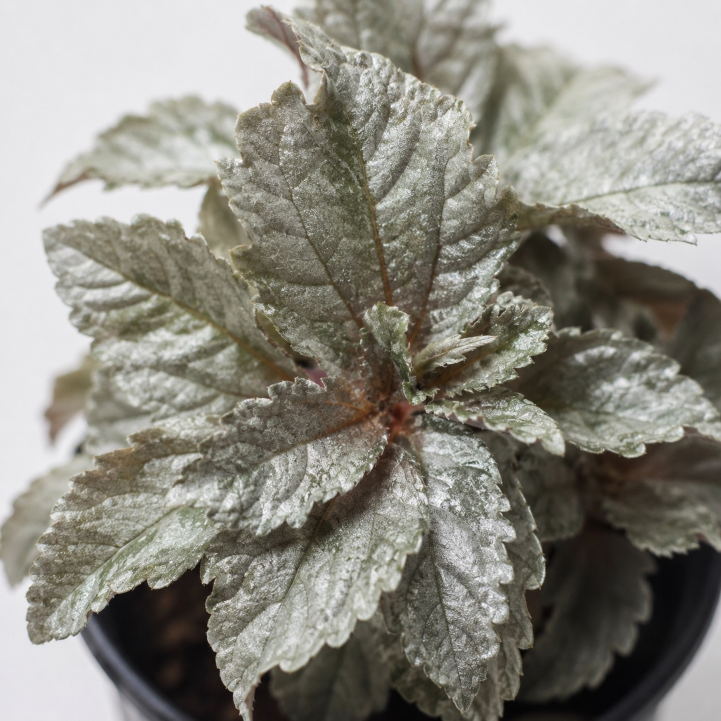 Pilea spruceana Silver Tree plant with textured metallic silver-green foliage and reddish stems in a black nursery pot