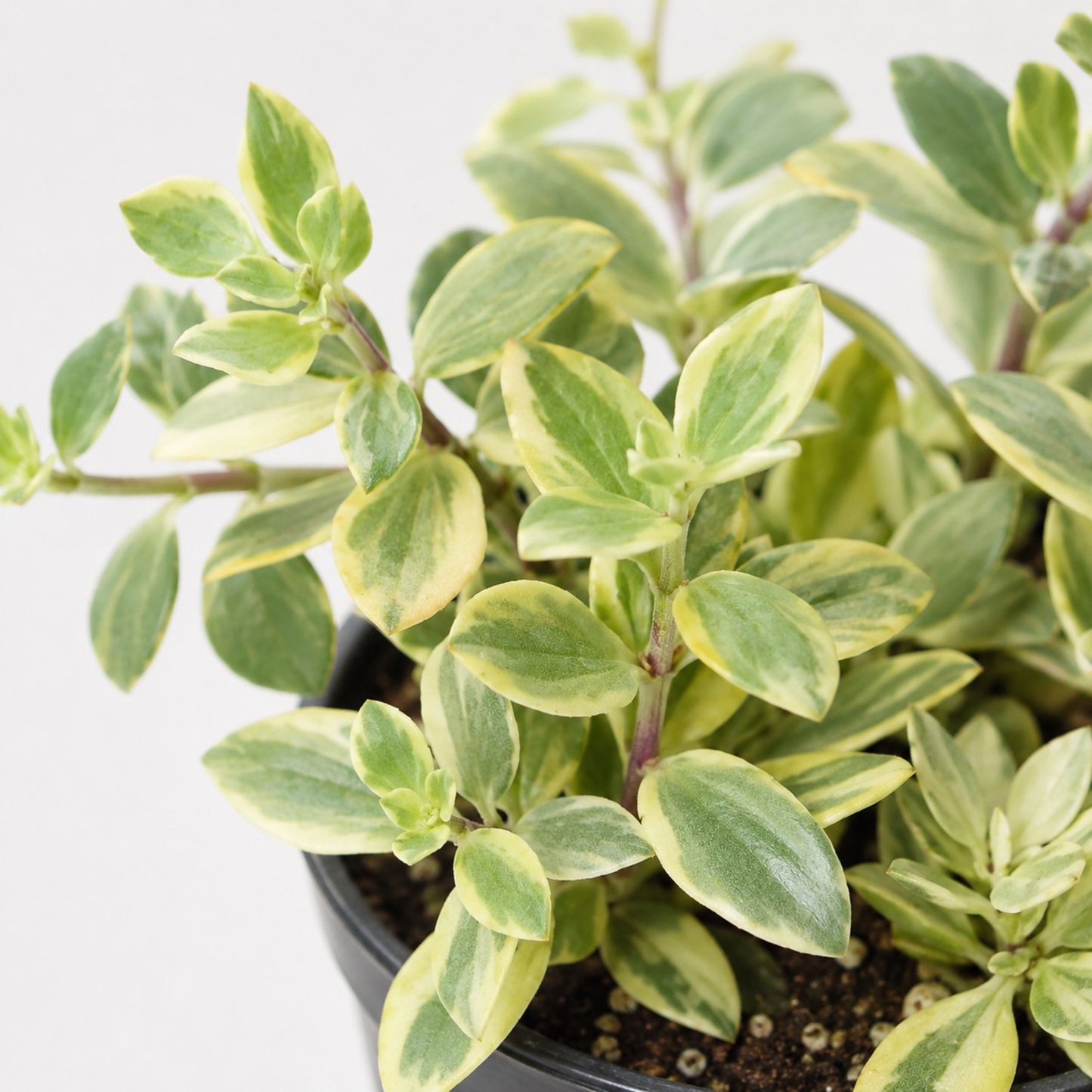 Aeschynanthus 'Variegata' Lipstick Plant with glossy green foliage and creamy variegation growing in a black nursery pot