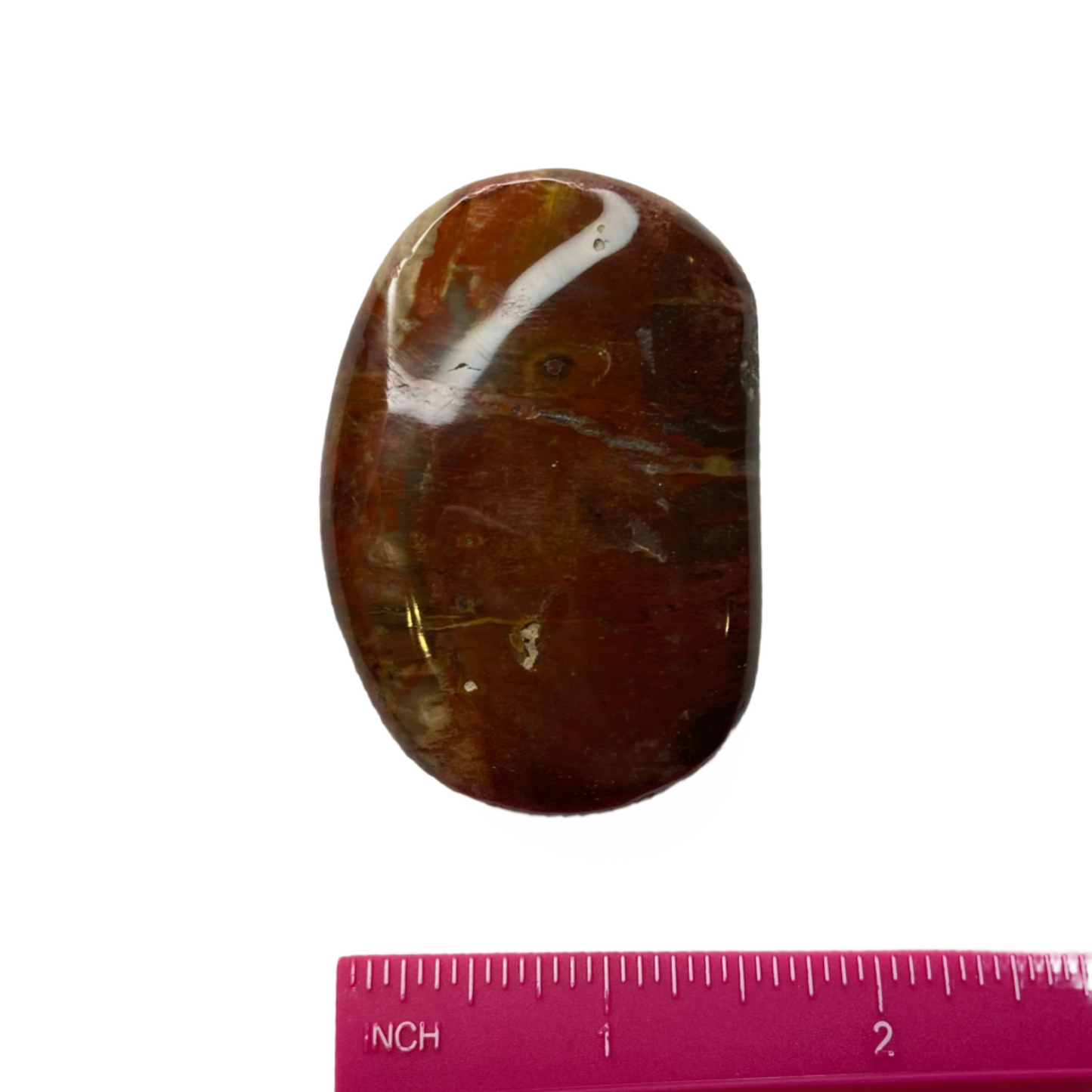 Petrified Wood Palm Stone