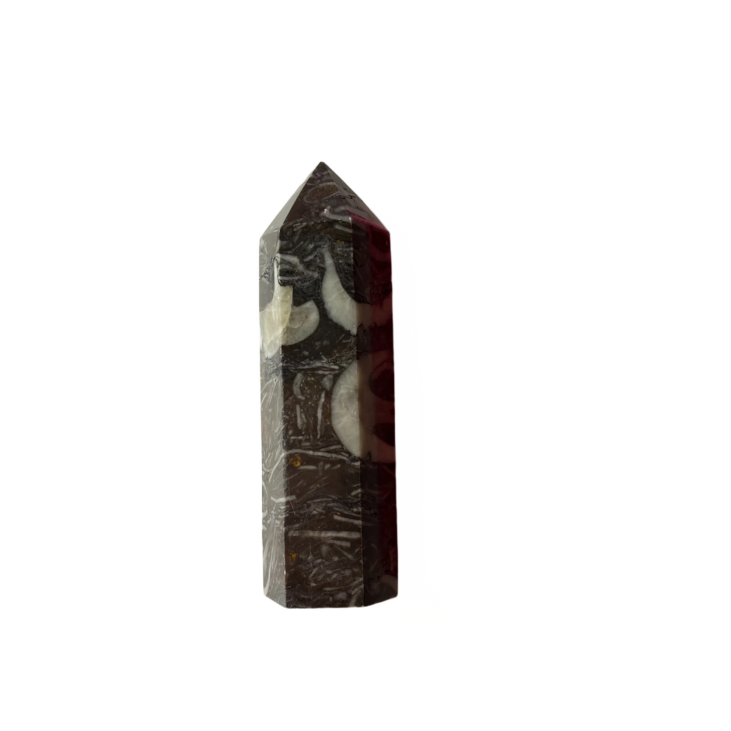 Fossilized Shell Tower
