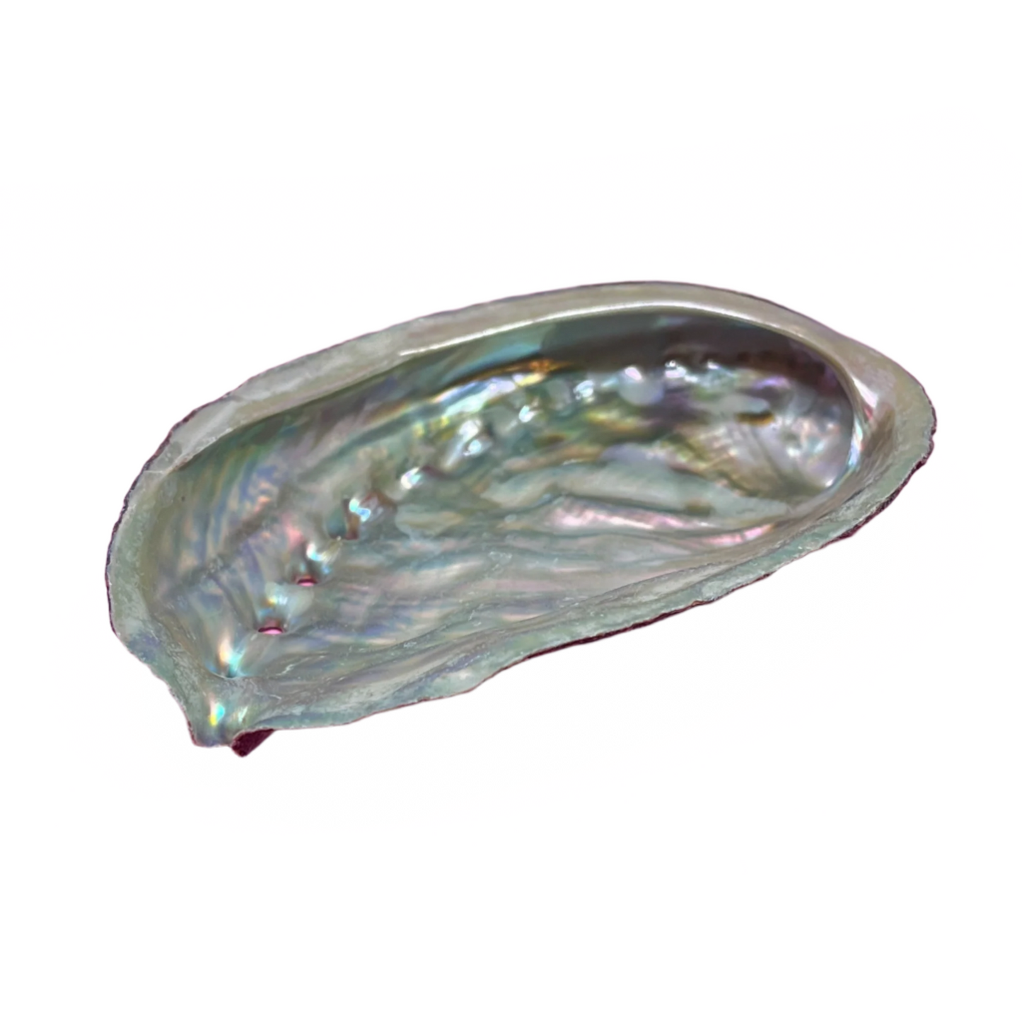 Abalone Shell