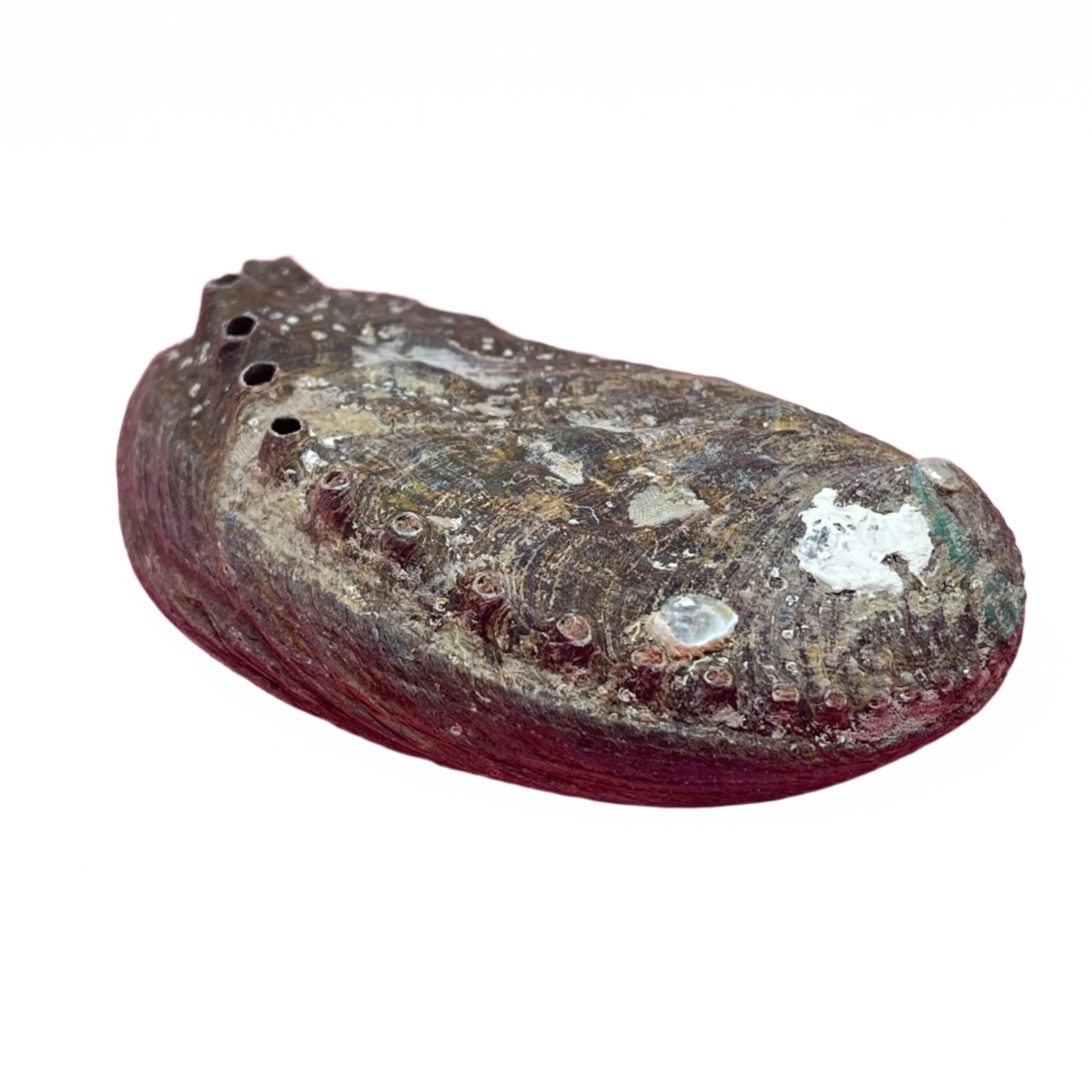 Abalone Shell