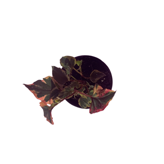 Houttuynia Cordata (Chameleon) 'Variegata'