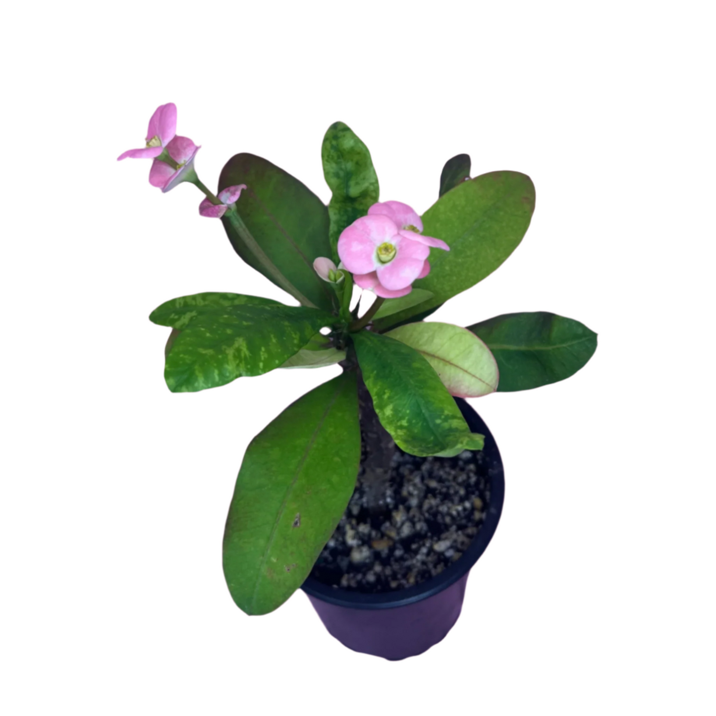 Euphorbia Milii (Crown of Thorns) Pink