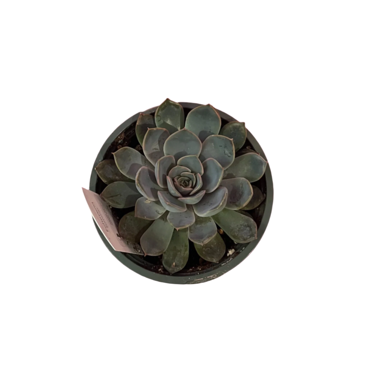 Echeveria 'Summer'