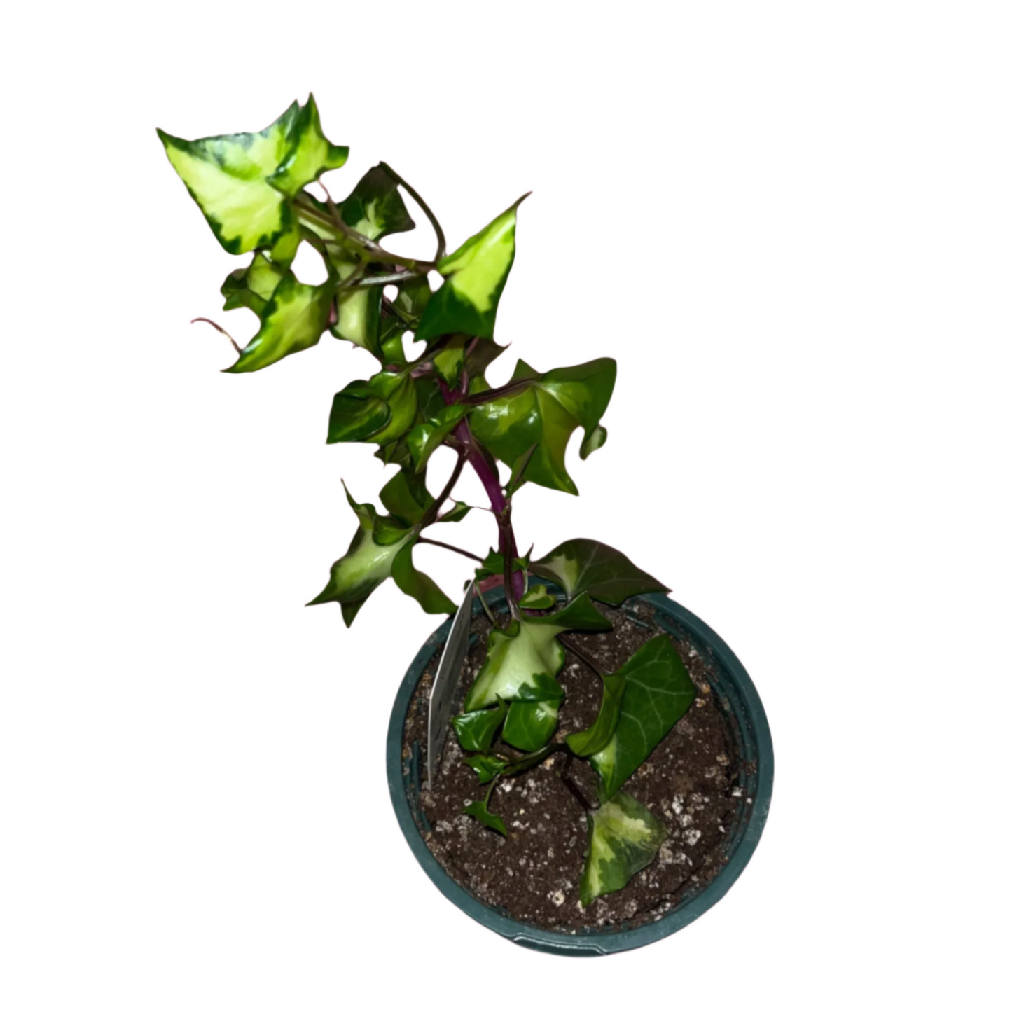 Senecio Mikanioides 'Variegata' (German Ivy)