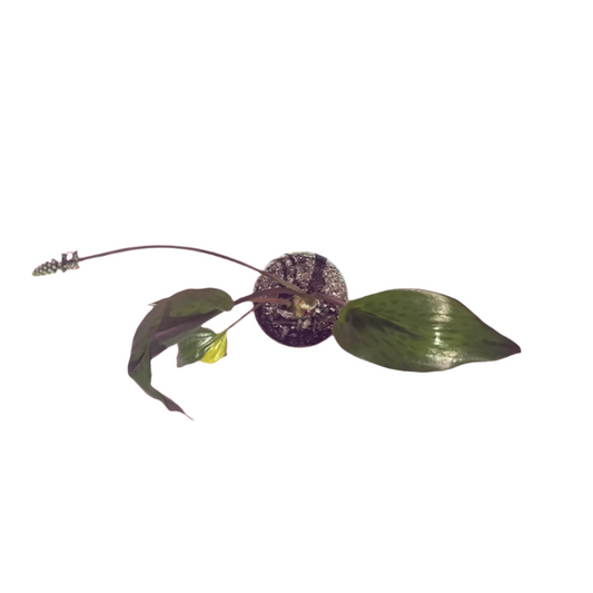 Ledebouria Petiolata 'Variegata'