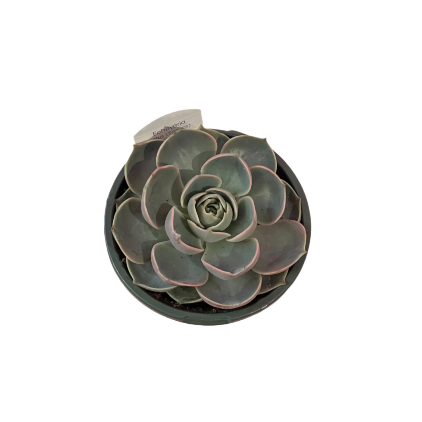 Echeveria 'Lotus'