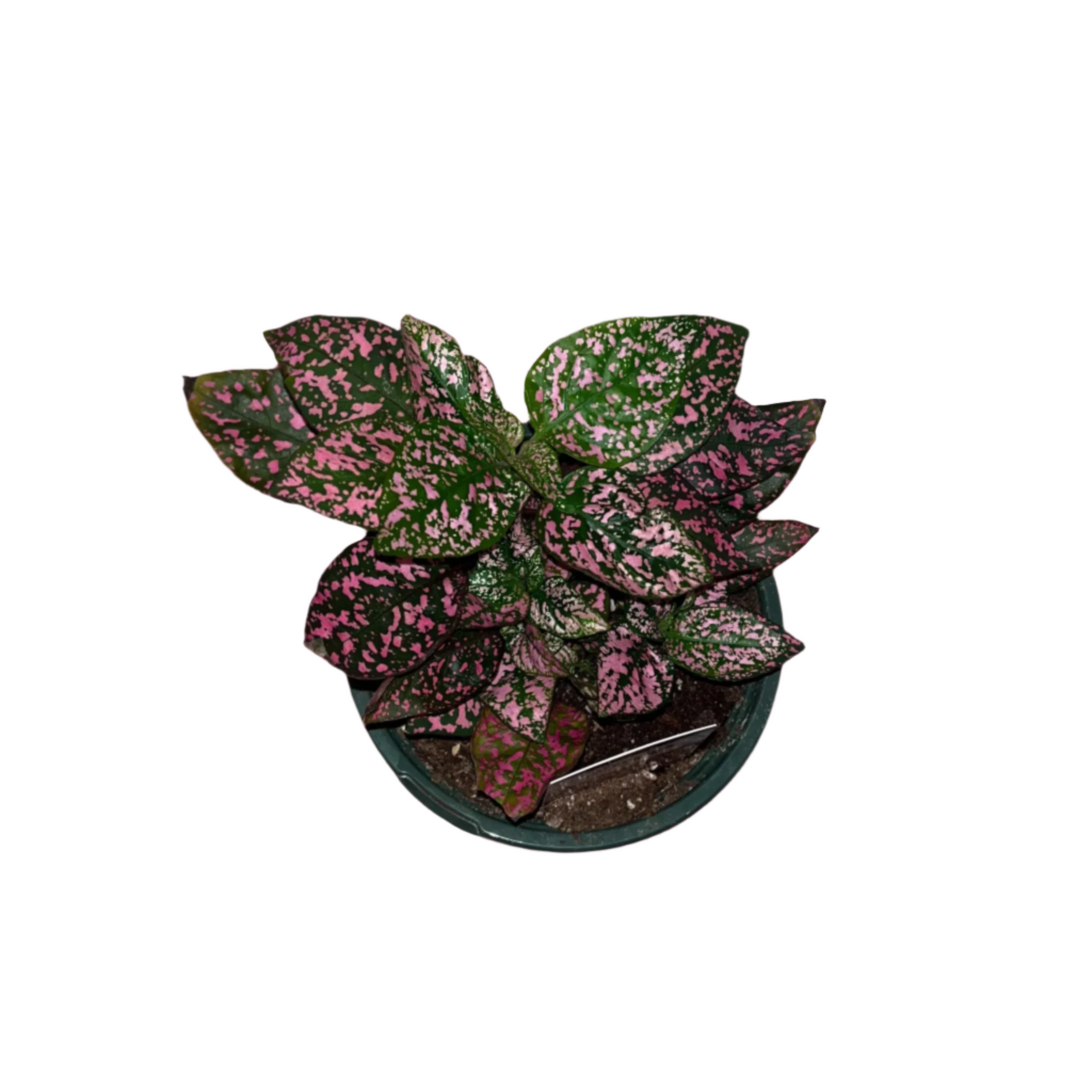 Hypoestes 'Polka Dot' (Pink)