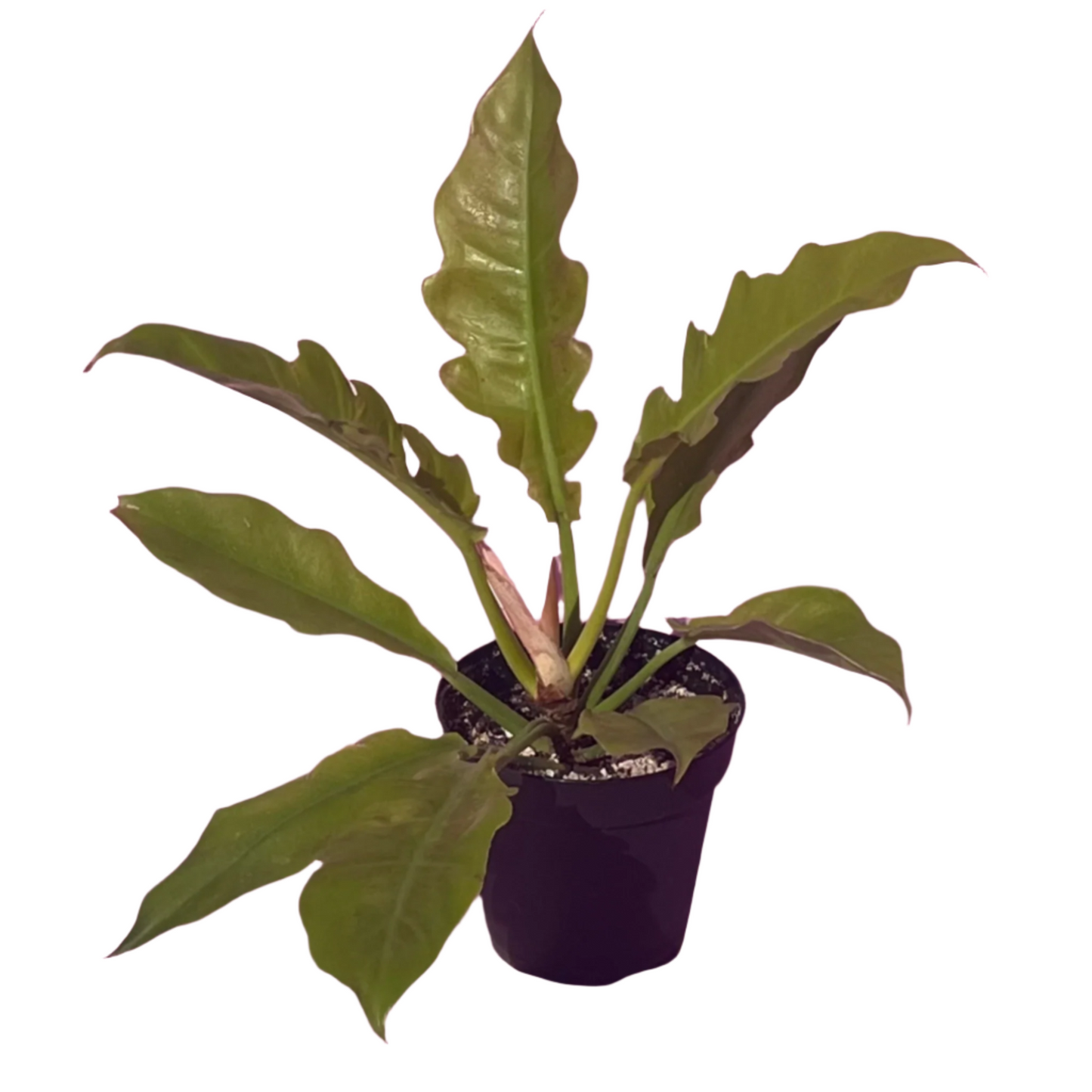 Philodendron 'Golden Narrow'