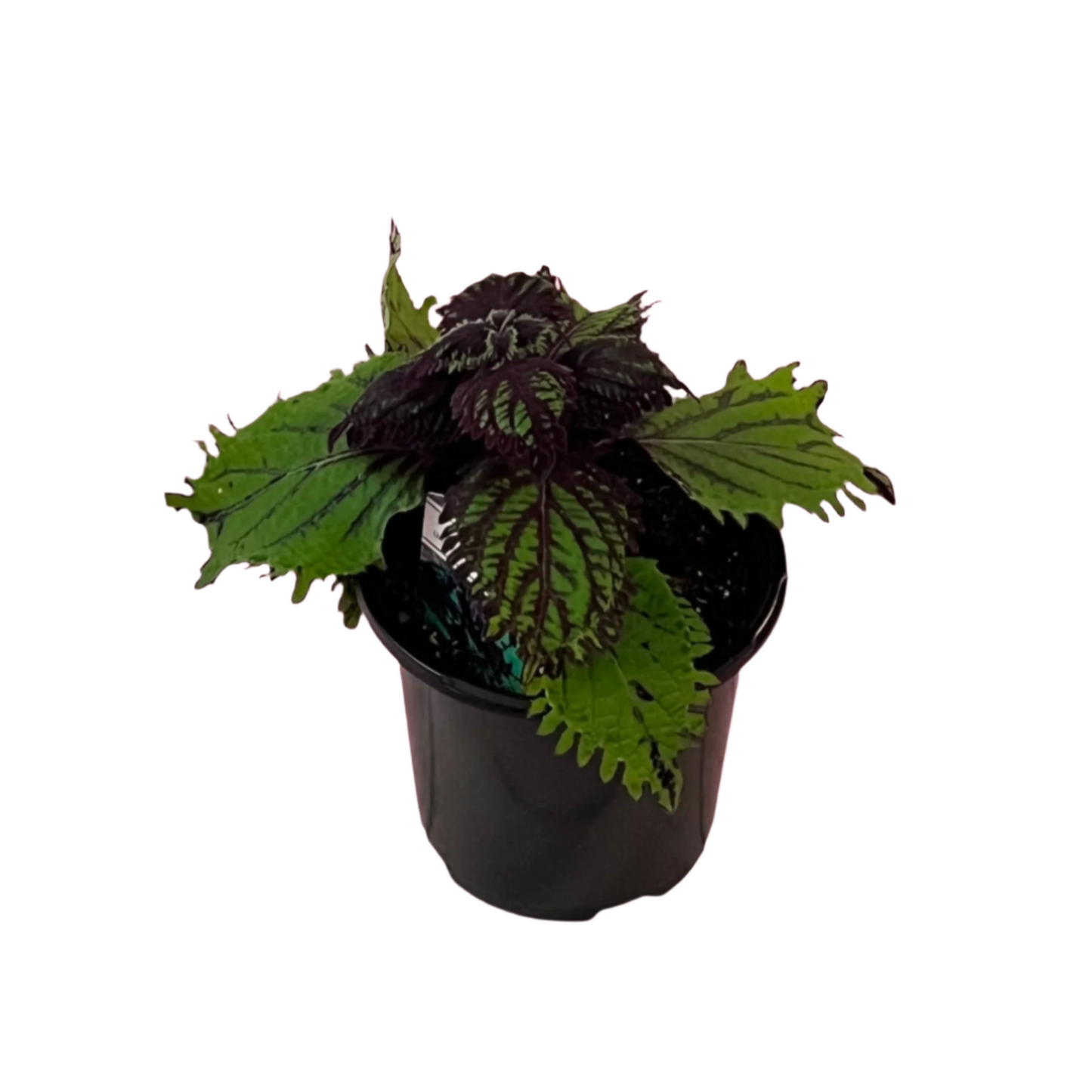 Coleus 'Under The Sea Fish Net'