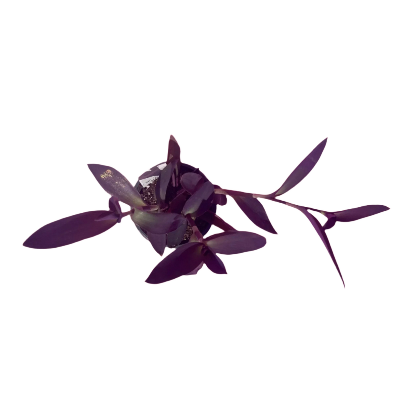Tradescantia Pallida (Purple Heart)