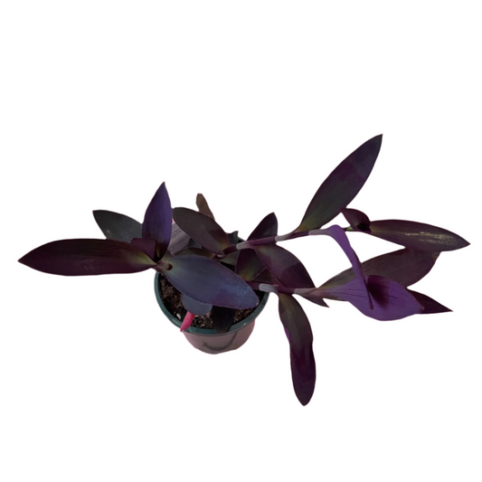 Tradescantia Pallida (Purple Heart)