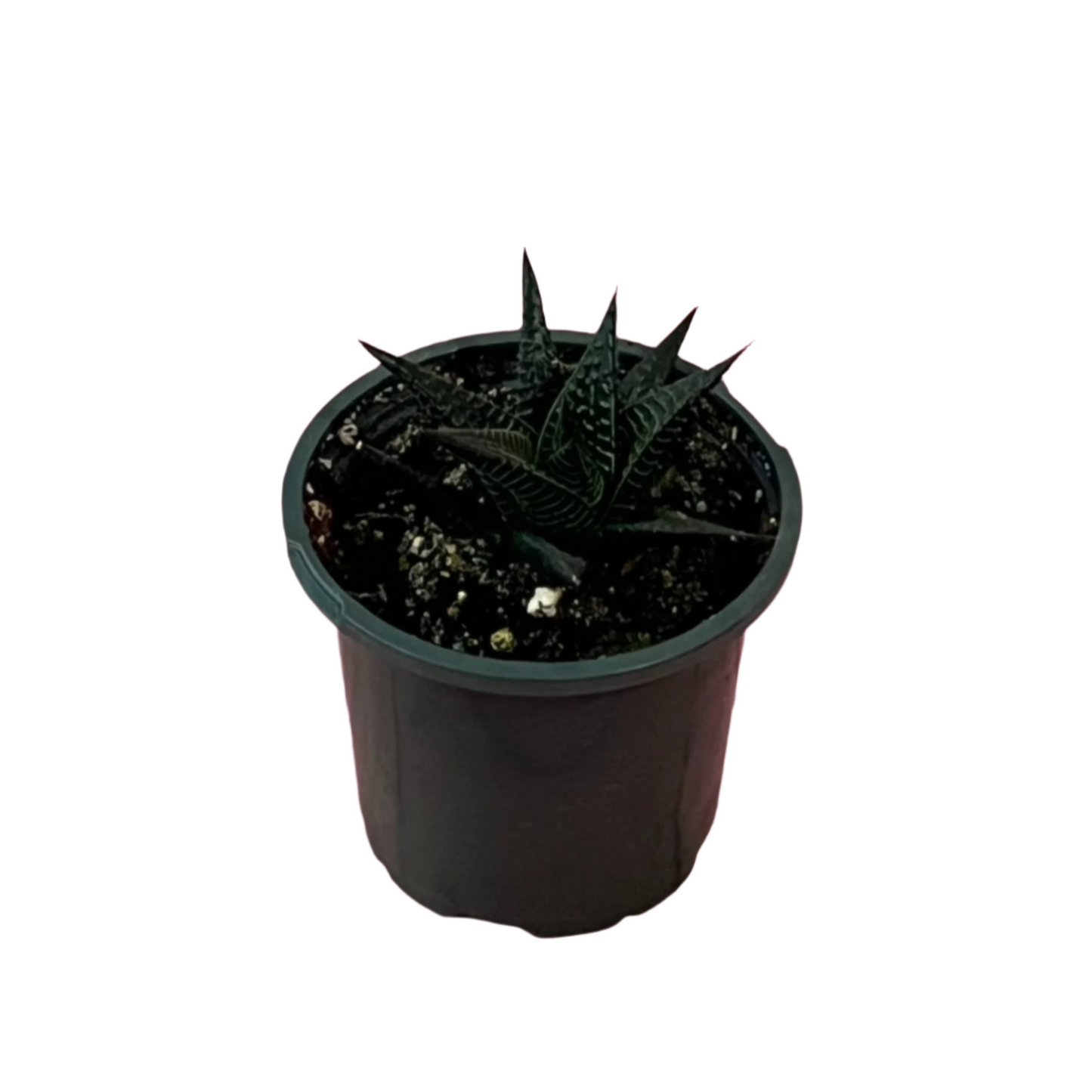 Haworthia