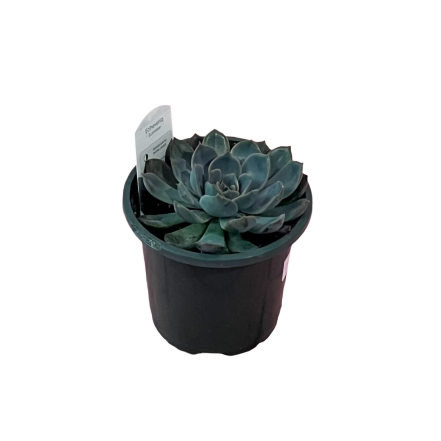 Echeveria 'Summer'