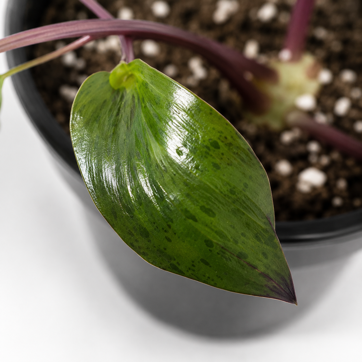 'Variegata' Ledebouria Petiolata – Spotted Indoor Bulbous Houseplant | 4" Pot