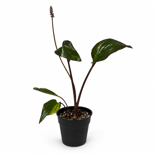 'Variegata' Ledebouria Petiolata – Spotted Indoor Bulbous Houseplant | 4" Pot