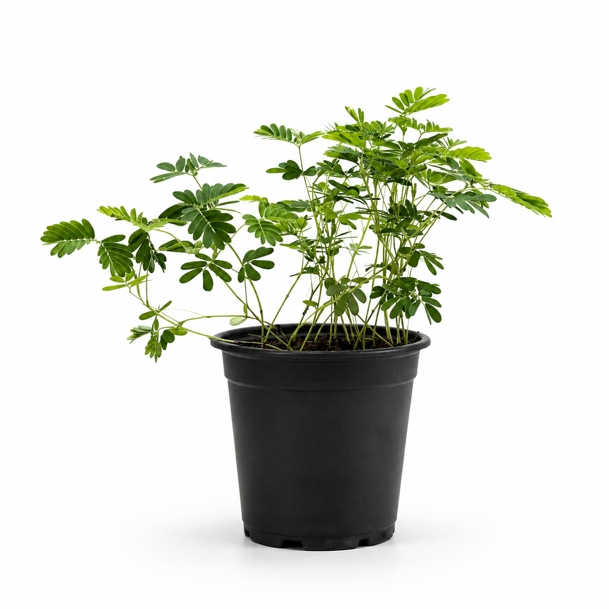 Sensitive Plant (Mimosa pudica) with delicate fern-like green foliage growing in a black nursery pot.
