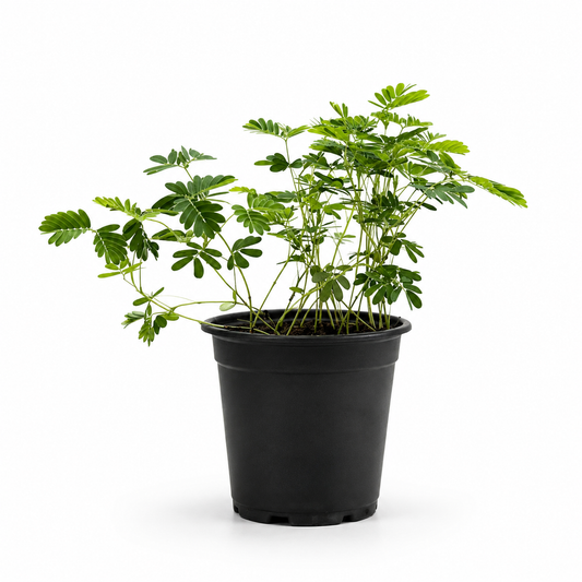 Sensitive Plant (Mimosa pudica) with delicate fern-like green foliage growing in a black nursery pot.
