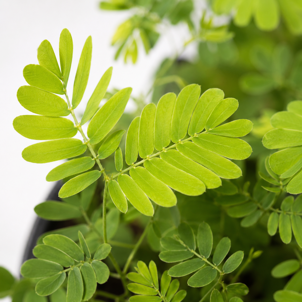 Sensitive Plant (Mimosa pudica) with delicate fern-like green foliage growing in a black nursery pot.
