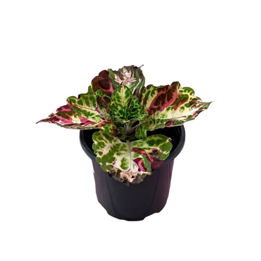 Coleus 'Kong Mosaic'