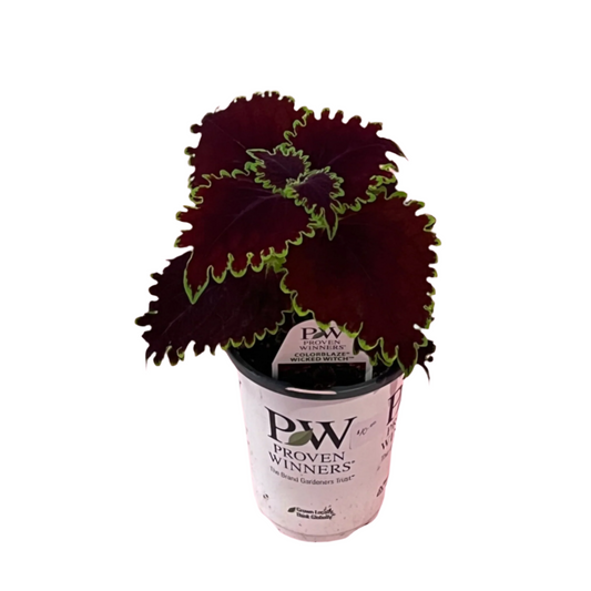 Coleus 'Wicked Witch'