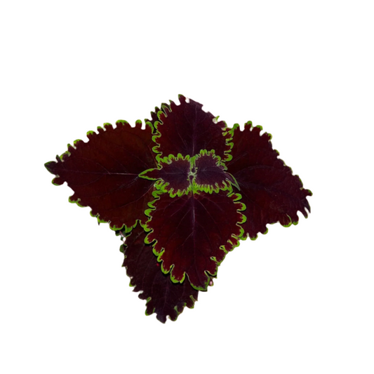 Coleus 'Wicked Witch'
