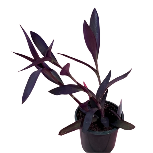 Tradescantia Pallida (Purple Heart)