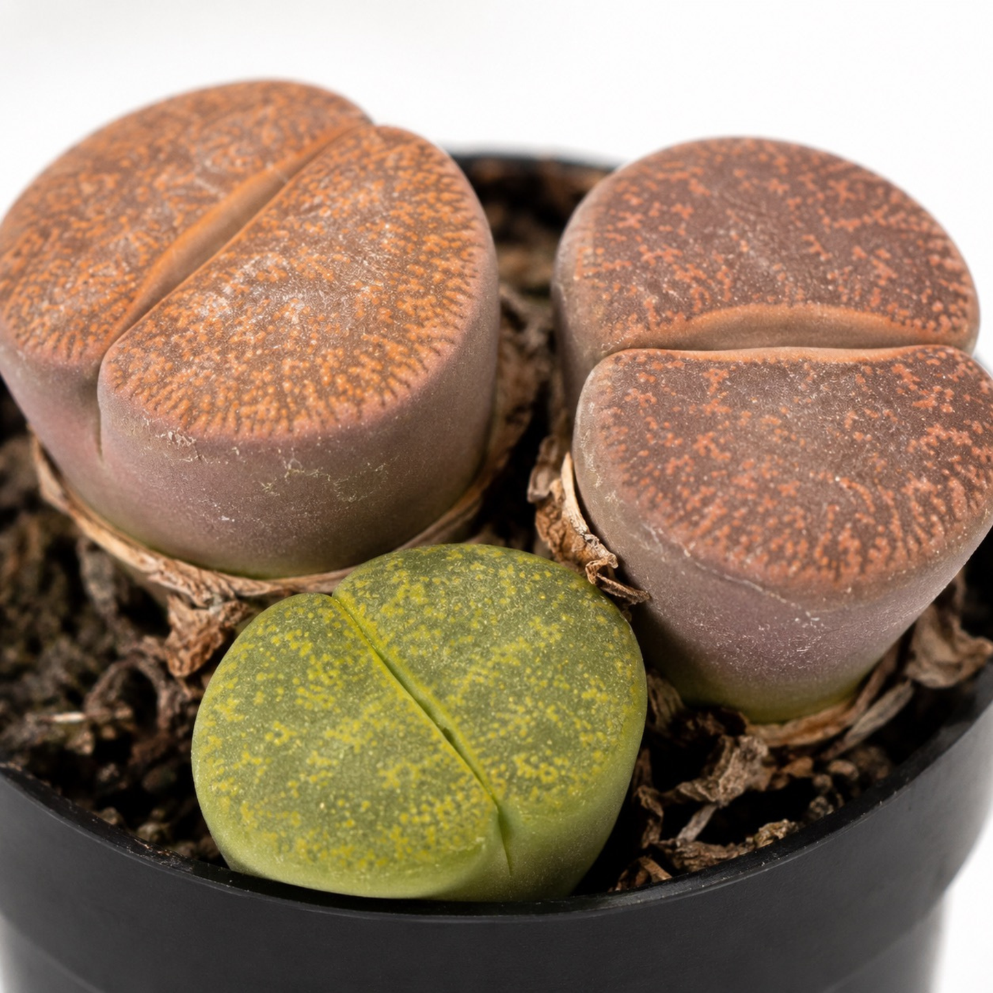 1.5" Lithops succulent known as Living Stones with patterned stone-like leaves in shades of brown and green growing in a black nursery pot